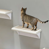 キャットウォーク キャットステップ