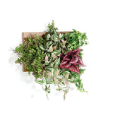 アートパネル 光触媒 観葉植物 | Botanical c.class 06