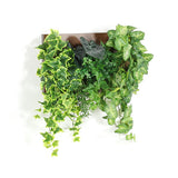 観葉植物 フェイク | Botanical c.class 09