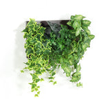 観葉植物 フェイク | Botanical c.class 09