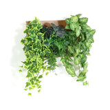 観葉植物 フェイク | Botanical c.class 09