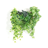 観葉植物 フェイク | Botanical c.class 09