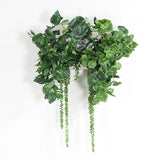 人工観葉植物 ウォールグリーン | Botanical c.class 22