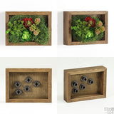 アートパネル 光触媒 観葉植物 | Botanical slc.class 01