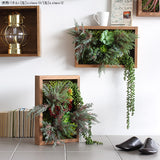 アートパネル 光触媒 観葉植物 | Botanical s.class 13