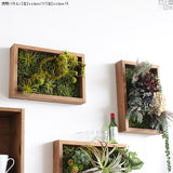 観葉植物 フェイク | Botanical s.class 17