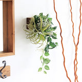 観葉植物 フェイク | Botanical EQ.class 14