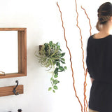 観葉植物 フェイク | Botanical EQ.class 14