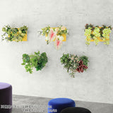 Botanical aino c.class 02 PPK