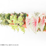 Botanical aino c.class 05 PPK