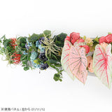 Botanical aino c.class 07 PPK