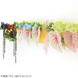 Botanical aino c.class 09 PPK