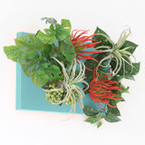 光触媒 フェイクグリーン | Botanical aino c.class 07