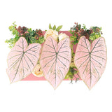 光触媒 インテリアグリーン | Botanical aino c.class 15