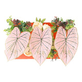 光触媒 インテリアグリーン | Botanical aino c.class 15