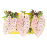 光触媒 インテリアグリーン | Botanical aino c.class 15