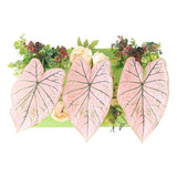 光触媒 インテリアグリーン | Botanical aino c.class 15