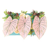 光触媒 インテリアグリーン | Botanical aino c.class 15