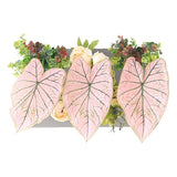 光触媒 インテリアグリーン | Botanical aino c.class 15