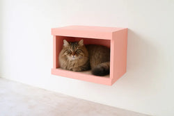 猫が家具を舐める理由と対策｜安全に配慮した暮らし方とは？