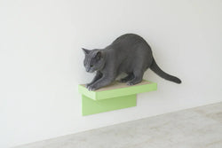 猫の爪とぎから家具を守る対策｜爪とぎを止めずに守るストレスフリーな方法とは？