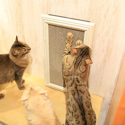 猫の爪とぎから壁を保護する方法｜家具メーカーが教える効果的な対策アレコレ