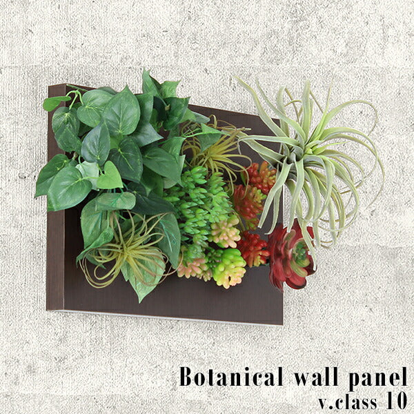 Botanical v.class 10 | エアプランツ アートフラワー
